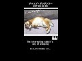 笑ってしまうウサギの寝方【チャップ・ダンダンウー】The sleeping rabbit is a funny one. #うさぎ #shorts