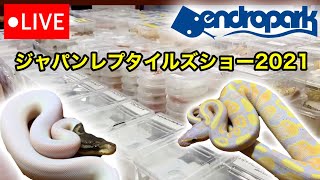 デンドロパークJRS販売生体【ボールパイソン・カーペットパイソン】