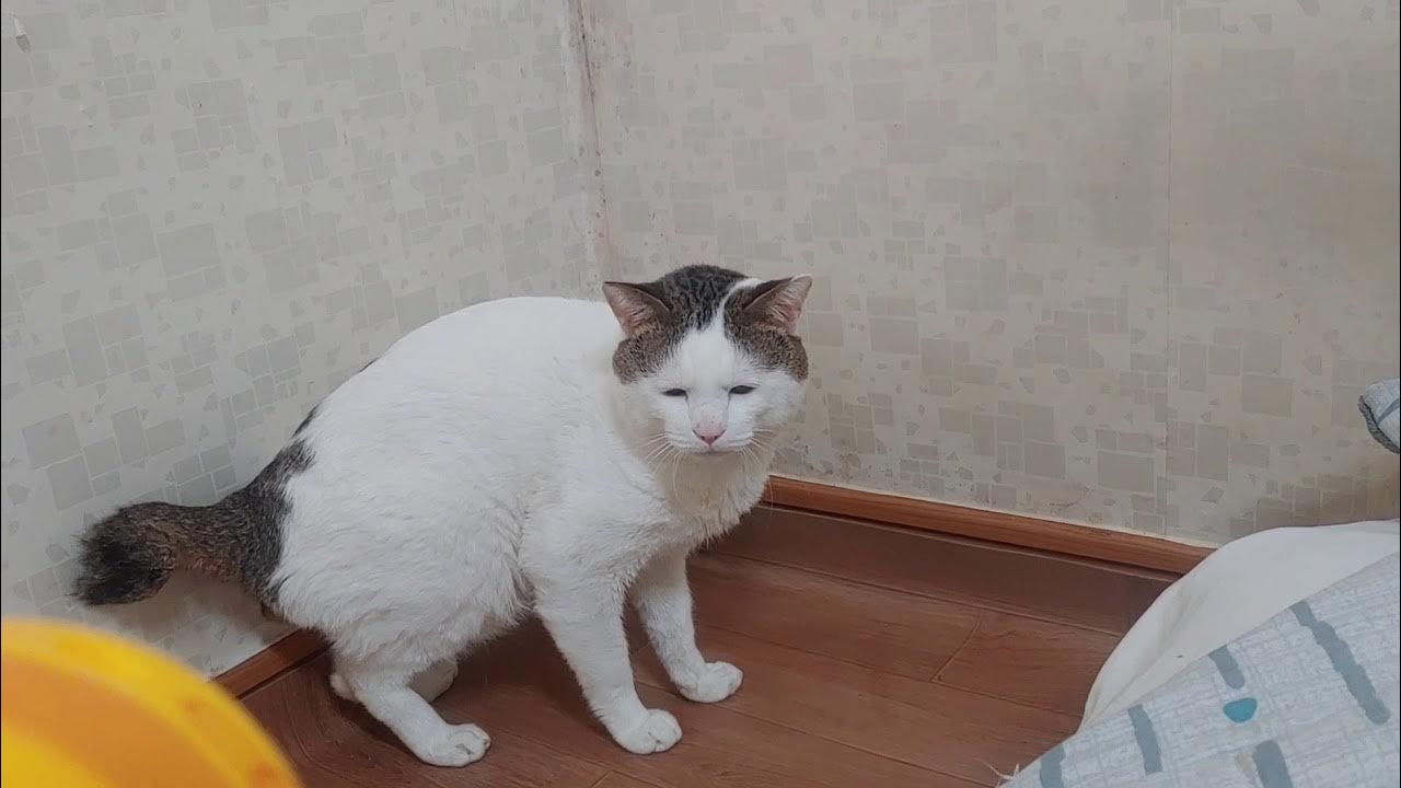 비누방울을 무서워 하는 고양이 a cat afraid of bubbles YouTube