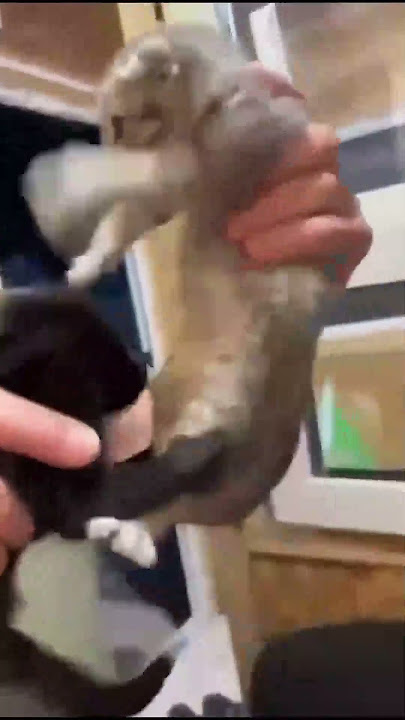 El vídeo viral de un GATO que no se SEPARABA de su HERMANO