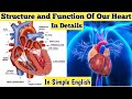 Structure and function of heart in english  the human heart  the heart anatomy