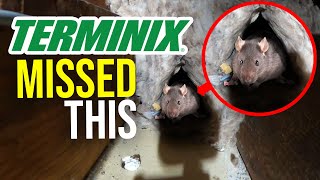 MASSIVE RODENT INFESTATION!! Terminix missed this...