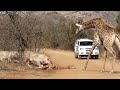 Giraffe tries saving her calf from hunting lions