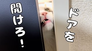 ドアを閉められると寂しくて鳴き叫ぶ猫【メインクーン】