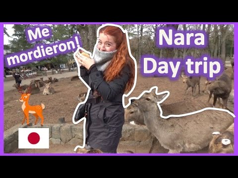 Nara day trip ...¿Que hacer y comer? La ciudad de los Bambi! Travel guide 2020