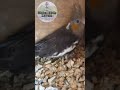 Grey Light Pied Cockatiel||Light Pied Cockatiel #shorts #short #cocktail #shortsfeed #youtubeshorts