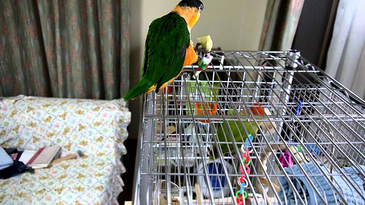 コザ ＆ ズグロ Black Headed Caique & Peach faced Lovebird 