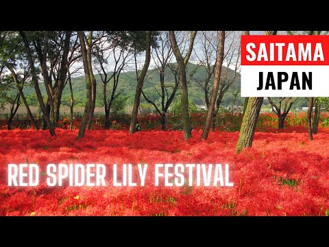 SAITAMA RED SPIDER LILY FESTIVAL [4K VIDEO] | SAITAMA, JAPAN | JAPAN TRAVEL VLOG | MAMUN CHOWDHURY