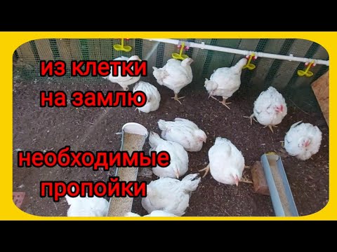 Бройлер перешёл из клеток на землю, особенности выращивания , чем обязательно пропоить.
