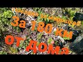 Таёжники. Поездка за морошкой, за 180 км от дома.