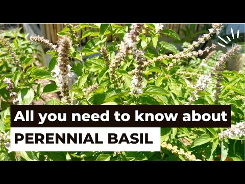 Vídeo: Què és Bush Basil - Més informació sobre Bush Basil vs. Plantes d'herbes d'alfàbrega dolça