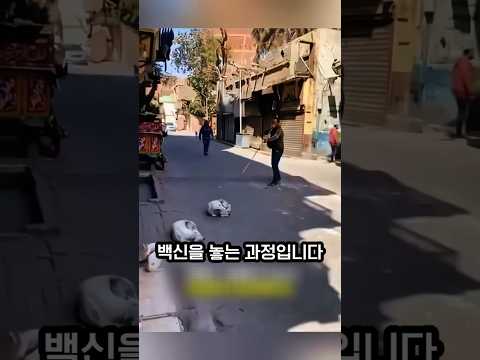 개 접종, 이집트 스타일