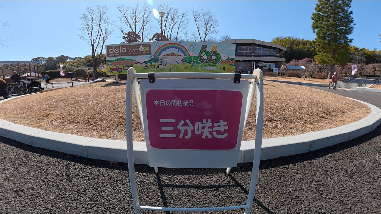 2026 02 18 名古屋市農業センターdelaふぁーむ しだれ梅まつり（梅は三分咲）