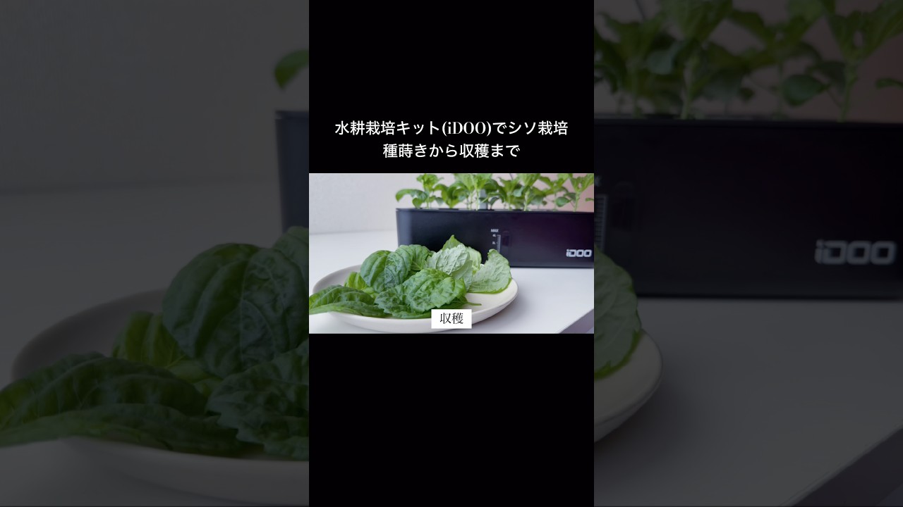 水耕栽培キット(iDOO)でシソ栽培