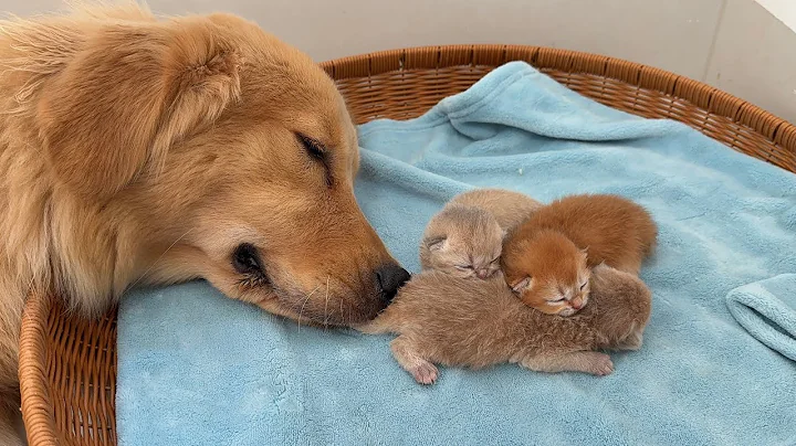 Watch the video about Funny cat mother mistook golden retriever for nanny? Golden retriever is a qualified kitten mother.