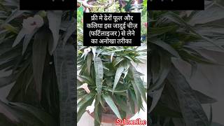 इस घरेलू खाद को डालने से पौधों पर पाए हजारों फूल और कलिया shortvideo Khad viral yt organic