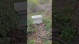 SoCal Bee Removal And Relocation- Part 1. Assessing Both Facade Pillars With Beehives In Both.