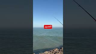 صيد اليوم… رزق من عند الله 🤲🎣#syada #peche #رزق #البحر #صيد_البحر #fish #  #morocco #viral #meme
