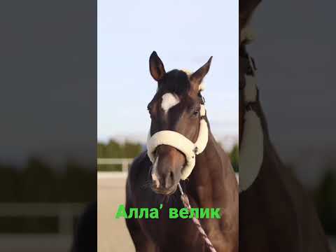 Видео: #ат #аламанбайге #horseracing #арғымақ #көкпар #көкбөрү