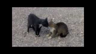 Balıkesirin Çılgın Kedileri Resimi