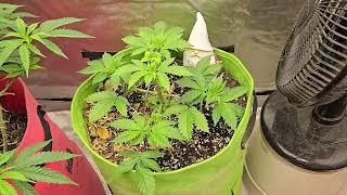 Day 11 of Veg APH