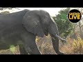 safariLIVE - Sunrise Safari - June 6, 2019 (Part 1)