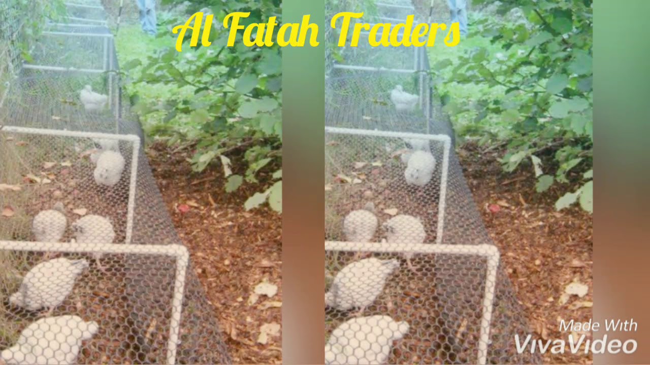 Low cost chicken coops & feeder ideas YouTube