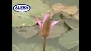 MUSIC03 1201 - Nag-iisang Bituin | (Alpha Records)