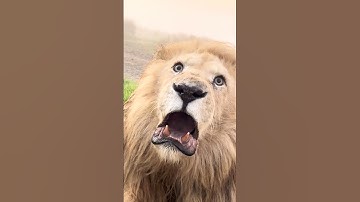 Lion growls while looking at photographer! 🦁🫣  -  🎥 Viralhog