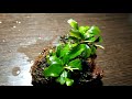 Bucephalandra Brownie Hermes