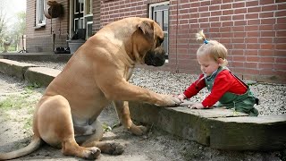 When your dog is the most patient big brother ❤️ by Cute Pets TV 1,021,701 views 8 days ago 10 minutes, 6 seconds