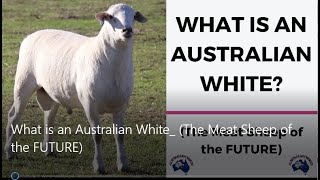 What is an Australian White  The Meat Sheep of the FUTURE