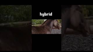 Breeding Horse with zebra#part19#shorts #hybrid