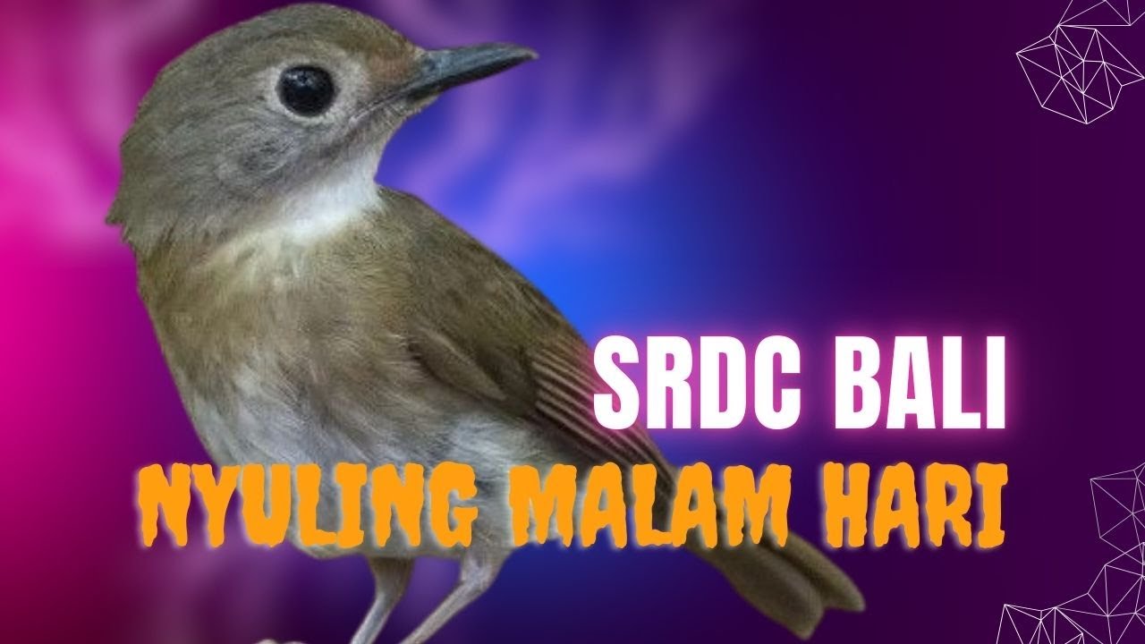 SRDC BALI NGEPLONG NYULING DI MALAM HARI