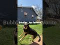 My dog is addicted to bubbles #bubbles #dogs #dogshorts #funny #funnyanimals #funnydogs