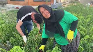 Köy Evimizde Akşam Üstü Yemek Hazırlığı🌶️Bahçemizden Biber Hasıdı