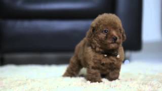 Red Tiny Toy Poodle, Anakan Import Taiwan, Good Quality by Devoue Kennel 9,167 views 8 years ago 1 minute, 1 second