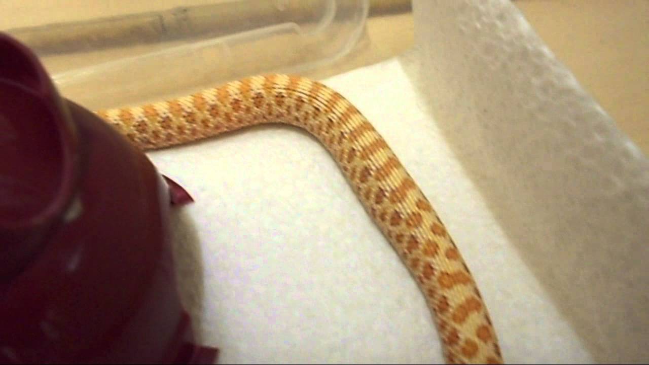 hatchling en francais Western Hognose