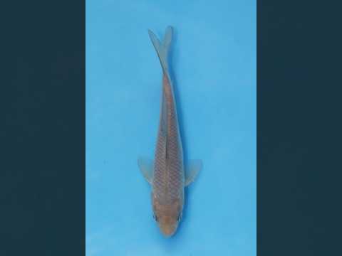 Elegant Soragoi Koi 17cm Nisai (EK7010) 🇯🇵 Japanese Koi - YouTube