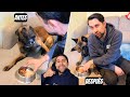 3 Formas de evitar que tu perro te agreda mientras come 😱