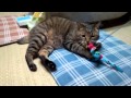 おもちゃの鳥で遊ぶ猫