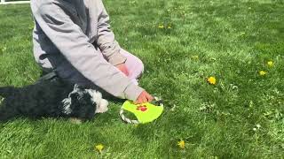 Poppy, the mini Bernedoodle puppy