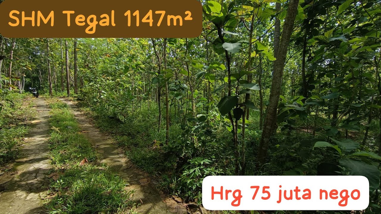 🔴BAGUS UNTUK ASET / KEBUN BUAH JUAL CEPAT NEGO#jualtanah #tanahmurahgunungkidul 