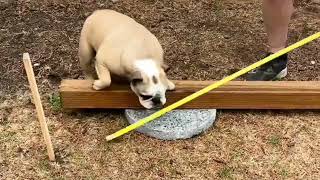 Grandpa Brings His 200-Pound Dog Everywhere | The Dodo