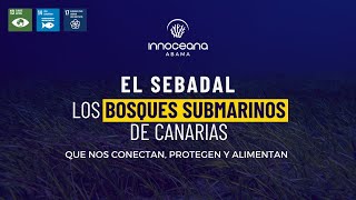 The Canary Islands Underwater Forests - Workshop
