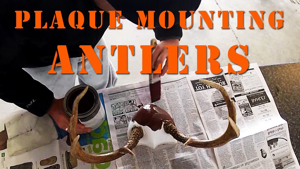 How To Plaque Mount Antlers DIY YouTube How To Plaque Mount Antlers DIY YouTube