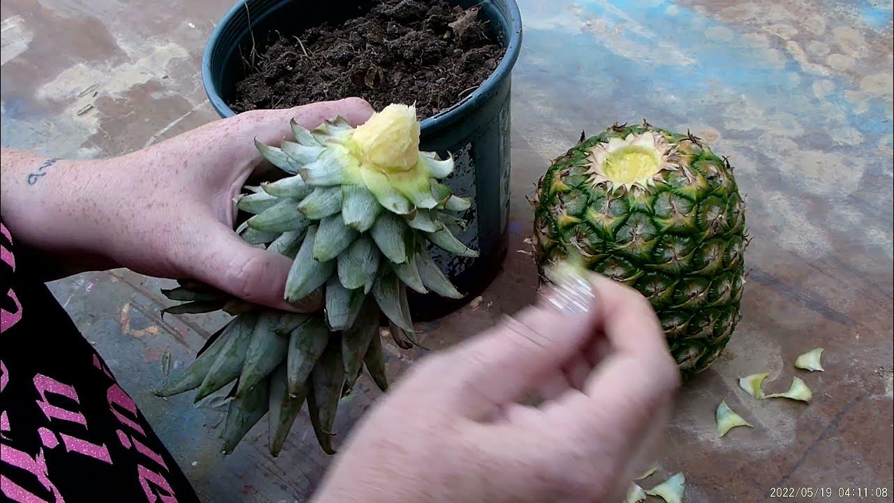 Grow a pineapple from a store bought pineapple YouTube