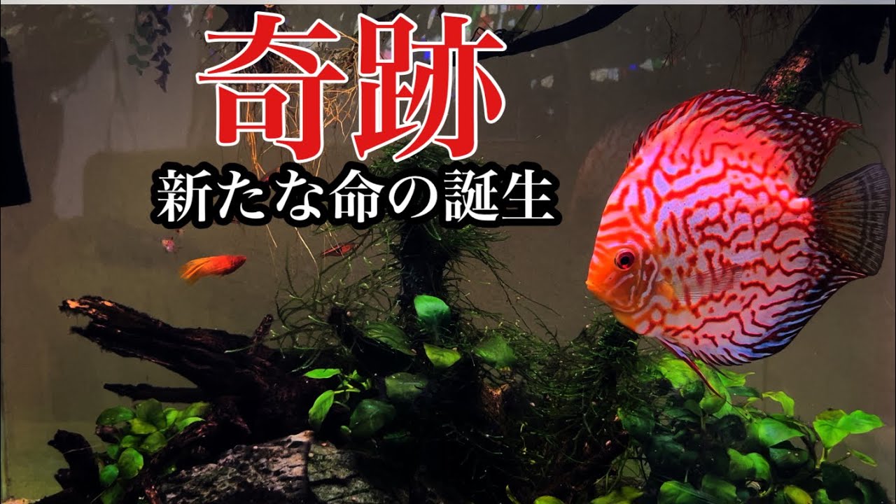 アクアリウム】ディスカス混泳水槽での繁殖。奇跡的な出来事が起こり