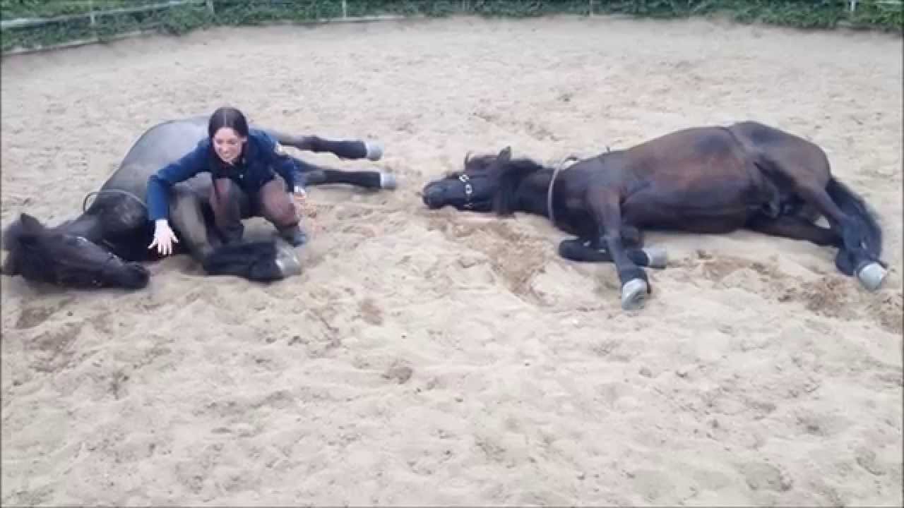 Free horse connection