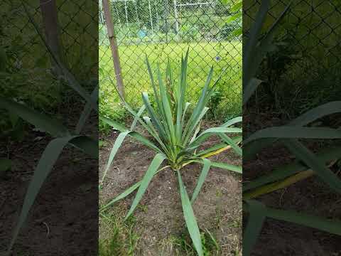 Juka karolińska (Yucca